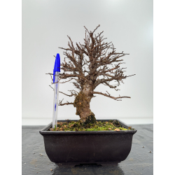 Zelkova nire I-6735