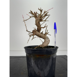 Punica granatum -granado- nejikan I-6736