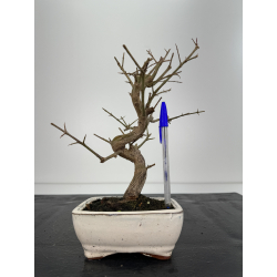 Punica granatum -granado- nejikan I-6738