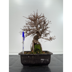 Zelkova nire I-6737
