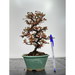 Cotoneaster I-6739