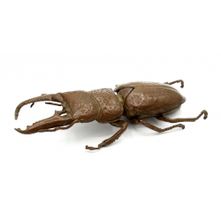 Tenpai japonés cobre-bronce 125 escarabajo gigante