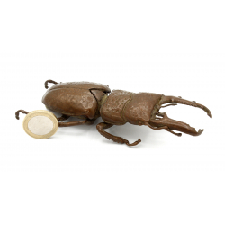 Tenpai japonés cobre-bronce 125 escarabajo gigante vista 2