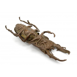 Tenpai japonés cobre-bronce 125 escarabajo gigante vista 4