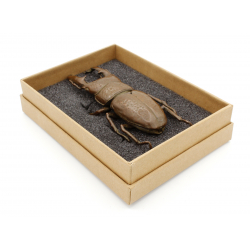 Tenpai japonés cobre-bronce 125 escarabajo gigante vista 5