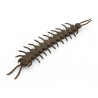 Tenpai japonés cobre-bronce 130 escolopendra vista 3