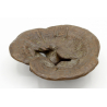 Japanese copper-bronze tenpai 138 shitake mushroom