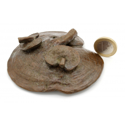 Japanese copper-bronze tenpai 138 shitake mushroom view 2