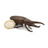 Japanese copper-bronze tenpai 141 rhino-beetle view 2