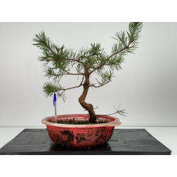 Pinus sylvestris -pino s- europeo- I-6760