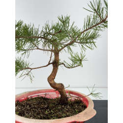 Pinus sylvestris -pino s- europeo- I-6760 vista 2