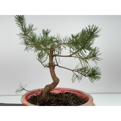 Pinus sylvestris -pino s- europeo- I-6760 vista 3
