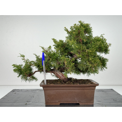 Juniperus chinensis itoigawa I-6766