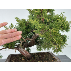 Juniperus chinensis itoigawa I-6766 view 2