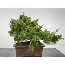 Juniperus chinensis itoigawa I-6766 view 3