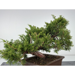 Juniperus chinensis itoigawa I-6766 view 4