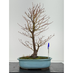 Acer palmatum tsuma beni I-6769