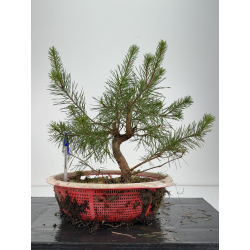 Pinus sylvestris -pino s- europeo- I-6774
