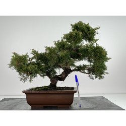 Juniperus chinensis itoigawa I-6777