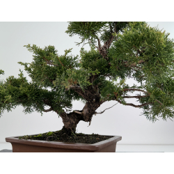 Juniperus chinensis itoigawa I-6777 view 3