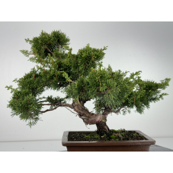 Juniperus chinensis itoigawa I-6777 view 4