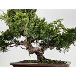 Juniperus chinensis itoigawa I-6777 view 5