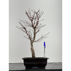 Acer palmatum beni kagami I-6787