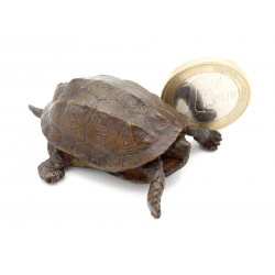 Japanese copper-bronze tenpai 155 turtle view 3