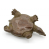 Tenpai japonés cobre-bronce 157 tortuga vista 3