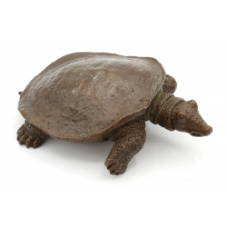 Japanese copper-bronze tenpai 158 XL turtle