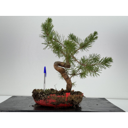 Pinus sylvestris -pino s- europeo- I-6796