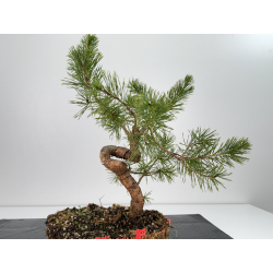 Pinus sylvestris -pino s- europeo- I-6796 vista 2