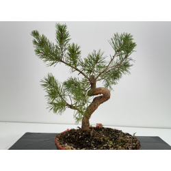 Pinus sylvestris -pino s- europeo- I-6796 vista 3