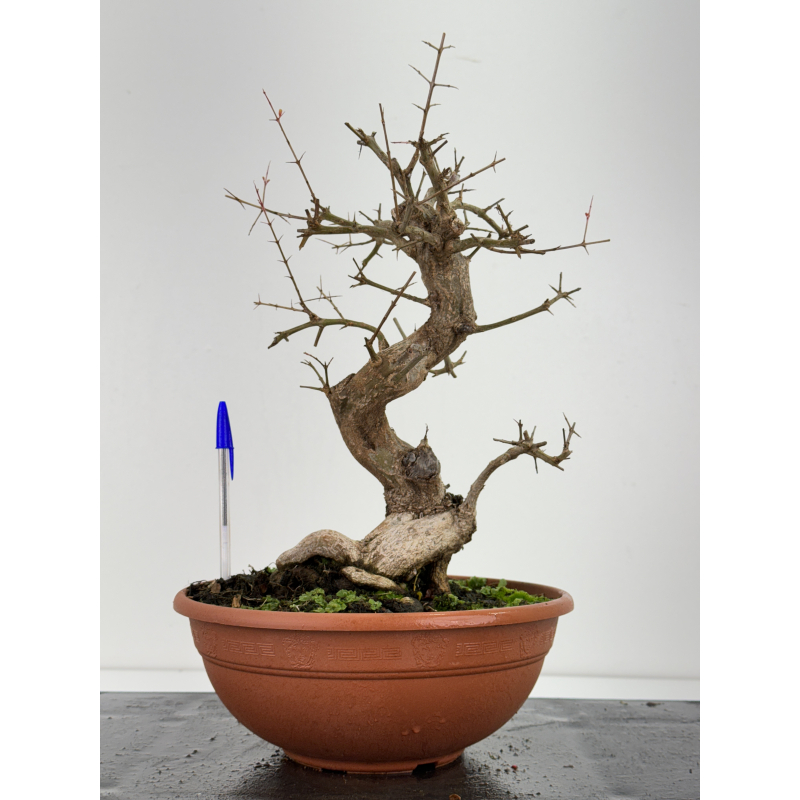 Punica granatum -granado- nejikan I-6799