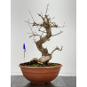 Punica granatum -granado- nejikan I-6799