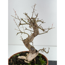 Punica granatum -granado- nejikan I-6799 vista 2