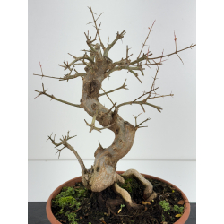 Punica granatum -granado- nejikan I-6799 view 3