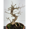 Punica granatum -granado- nejikan I-6799 view 3