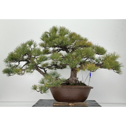 Pinus parviflora pentaphylla I-6808