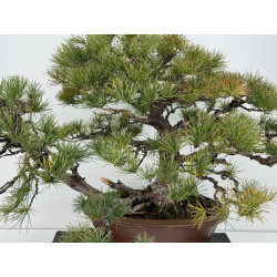Pinus parviflora pentaphylla I-6808 view 2