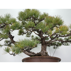 Pinus parviflora pentaphylla I-6808 vista 3