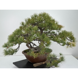 Pinus parviflora pentaphylla I-6808 vista 4