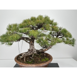 Pinus parviflora pentaphylla I-6808 view 5