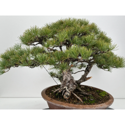 Pinus parviflora pentaphylla I-6808 vista 6