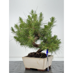 Pinus halepensis I-6813