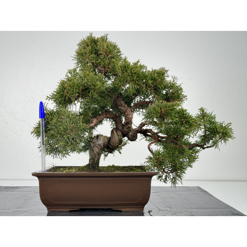 Juniperus chinensis itoigawa I-6822
