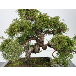 Juniperus chinensis itoigawa I-6822 vista 2