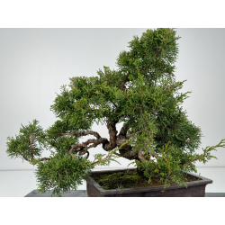 Juniperus chinensis itoigawa I-6822 vista 3