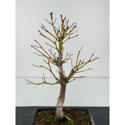 Acer palmatum yugure I-6829 vista 2