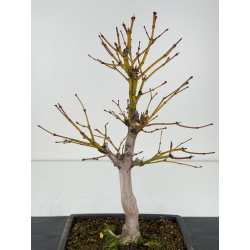 Acer palmatum yugure I-6829 vista 3